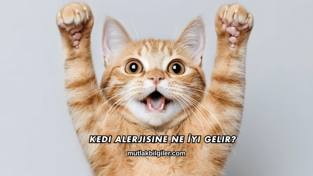 Kedi Alerjisine Ne İyi Gelir?