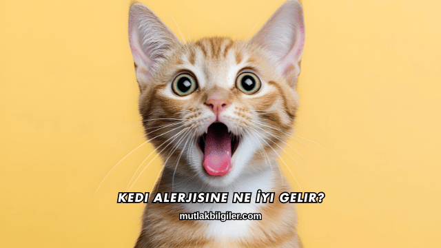 Kedi Alerjisine Ne İyi Gelir?