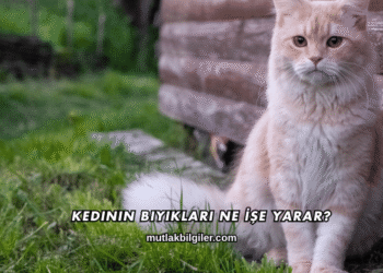 Kedinin Bıyıkları Ne İşe Yarar?