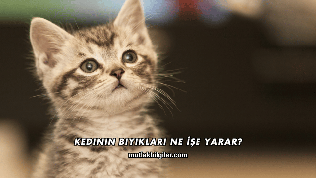 Kedinin Bıyıkları Ne İşe Yarar?