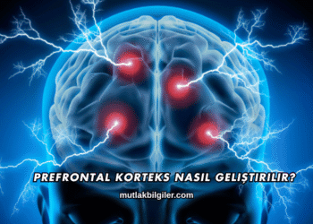 Prefrontal Korteks Nasıl Geliştirilir?